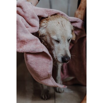 Ein nasser Golden Retriever, der in ein pinkes Handtuch gewickelt ist, mit geschlossenen Augen, nach einem Bad getrocknet wird.