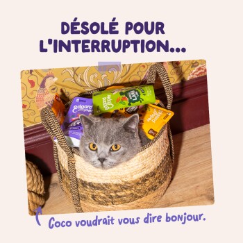 Chat gris aux yeux ambrés regardant depuis un panier tressé parmi des sachets de nourriture pour animaux ; textes visibles : « DÉSOLÉ POUR L'INTERRUPTION... » et « Coco voudrait vous dire bonjour. »