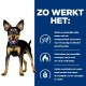 Ein stehender Hund mit einem blauen Halsband auf einem blauen Hintergrund, begleitet von einem Text, der Unterstützung beim Gewichtsverlust und natürliche Energieverwendung detailliert.