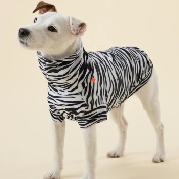 UV & Bug Shirt - Repeltec 45 cm Ein kleiner weißer Hund, der ein schwarz-weiß gestreiftes Outfit trägt und neugierig in die Kamera schaut, vor einem hellbeigen Hintergrund.