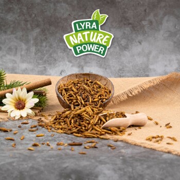 Schüssel und Holzschaufel mit getrockneten Mehlwürmern, auf Jute verschüttet, mit Blume; Logo 'LYRA NATURE POWER' oben.