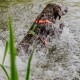 Ein schwarzer Hund mit einem orangefarbenen Geschirr spritzt durch Wasser, mit grünem Gras im Vordergrund sichtbar.