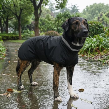 Ein stilvoller Hund trägt einen schwarzen Regenmantel mit einem reflektierenden Streifen und steht vor einem schlichten weißen Hintergrund.