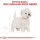 Illustration d'un West Highland White Terrier duveteux avec un texte rouge en gras : "TYPE DE RACE : WEST HIGHLAND WHITE TERRIER."