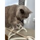 Eine flauschige graue Katze interagiert verspielt mit einem strukturierten Kratzbaum und greift mit ihren Pfoten ein ausgefranstes Seil.