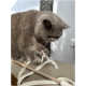 Eine flauschige graue Katze interagiert verspielt mit einem strukturierten Kratzbaum und greift mit ihren Pfoten ein ausgefranstes Seil.