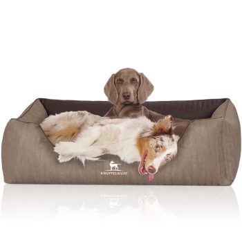 Orthopädisches Hundebett Outlander aus laser-gestepptem Kunstleder braun XL Ein gemütliches Hundebett in neutralem Farbton mit einem verspielten Australian Shepherd, der bequem liegt, mit dem Markennamen 'KNUFFELWUFF.'