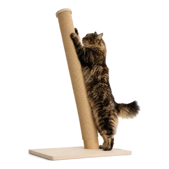 Langhaarige, bräunlich getigerte Katze, die sich streckt und an einem hohen, schräg gestellten Sisal-Kratzpfosten kratzt, der auf einem Holzsockel montiert ist.