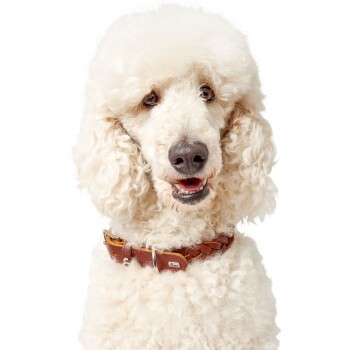 Ein flauschiger weißer Hund mit lockigem Fell, der ein braunes Lederhalsband trägt und mit dem Rücken zur Kamera steht.