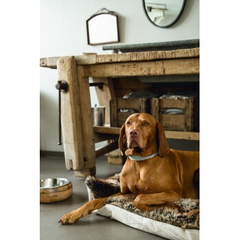 Ein brauner Hund, der auf einem plüschigen Bett in einem gemütlichen Raum mit einem rustikalen Holztisch, einer Metallschüssel und einem Spiegel im Hintergrund ruht.