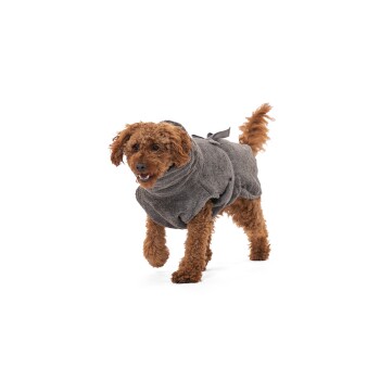 Ein verspielter brauner Pudel, der ein gemütliches graues Handtuch trägt, läuft fröhlich vor einem weißen Hintergrund.