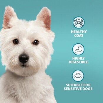 Image of a dog with text highlighting benefits: "Healthy Coat," "Highly Digestible," and "Suitable for Sensitive Dogs."
