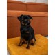Ein kleiner schwarz-brauner Hund sitzt auf einem gelben Kissen in einem gemütlichen Wohnzimmer, mit einem braunen Sofa im Hintergrund.