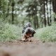 Ein blau-merle Australian Shepherd Hund, der mit einem braunen Spielzeugfußball auf einem schmutzigen Weg spielt, umgeben von grünem Laub in einem Wald.