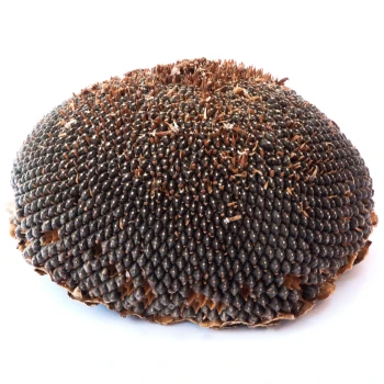 Un gros plan d'une grande tête de tournesol ronde avec des graines serrées et une surface texturée, sur fond blanc.