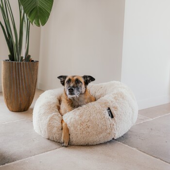 Ein gemütliches, flauschiges Haustierbett mit einem kleinen Hund, der bequem darin ruht, umgeben von einem modernen Interieur und einer dekorativen Pflanze in einem Topf.