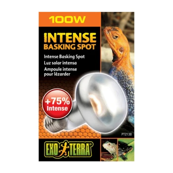 Intense Basking Spot 100 W 100W Exo Terra Intense Basking Spot gloeilamp verpakking, met een afbeelding van een hagedis, '+75% Intense' label en productdetails.