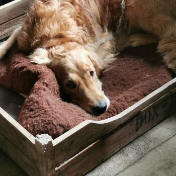 Golden Retriever liegt auf einem braunen Kissen in einem rustikalen hölzernen Haustierbett mit "JMX" Schriftzug an der Seite.
