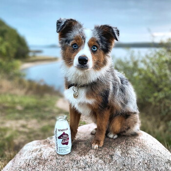 Dreifarbiger blauäugiger Hund sitzt auf einem Felsen am Wasser neben einer Flasche mit der Aufschrift SENSITIVO und HUND.