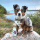 Dreifarbiger blauäugiger Hund sitzt auf einem Felsen am Wasser neben einer Flasche mit der Aufschrift SENSITIVO und HUND.