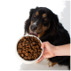 Schwarz-brauner Hund leckt an einer weißen Schale mit Trockenfutter, die von einer menschlichen Hand gehalten wird, vor weißem Hintergrund.