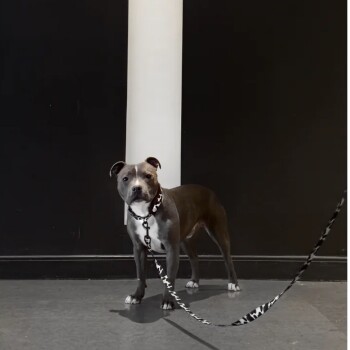Ein grau-weißer Hund steht auf einem schwarzen Boden, trägt ein Halsband und eine Leine mit einem einzigartigen Muster, vor einem dunklen Hintergrund.