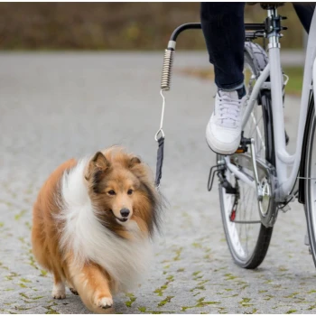 Ein flauschiger, braun-weißer Colliehund läuft neben einer Person, die auf einem Fahrrad auf einem Kiesweg fährt.