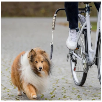 Ein flauschiger, braun-weißer Colliehund läuft neben einer Person, die auf einem Fahrrad auf einem Kiesweg fährt.
