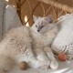 Flauschige cremefarbene Ragdoll-Katze mit blauen Augen liegt auf einem Korbsessel mit Makramee-Kissen und Filzbällen.