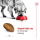 A golden retriever eats from a red bowl of kibble, with a kibble piece and ruler showing size, labeled "Adapted kibble size to encourage chewing."