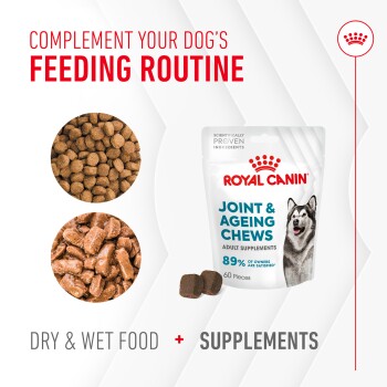 Royal Canin Joint & Ageing Chews for dogs, featuring dry and wet food, with a pack of 60 chews and a satisfied dog image.