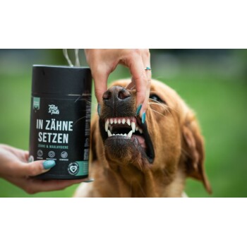 Hand hebt die Lefzen eines Hundes, um die Zähne zu zeigen, neben einem schwarzen Behälter mit der Aufschrift ‚IN ZÄHNE SETZEN‘.