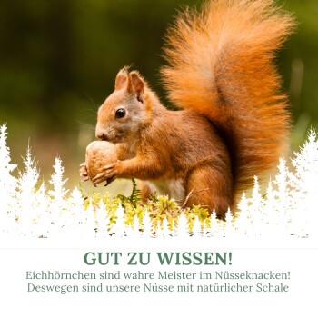 Ein rotes Eichhörnchen mit einer Walnuss in einem verschwommenen Wald. Text: "GUT ZU WISSEN! Eichhörnchen sind Meister im Nüsseknacken!"