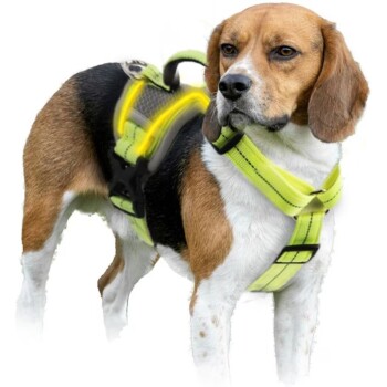 Beagle mit neon-gelbem reflektierendem Geschirr mit Griff und schwarzen Schnallen vor weißem Hintergrund.