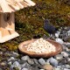 Ein Amsel steht neben einem Holzvogelhaus und einem Teller mit verstreutem Vogelfutter auf einer felsigen Oberfläche, umgeben von grünem Moos.