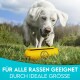 Ein weißer Hund steht auf Gras neben einem leuchtend gelben Haustierprodukt, mit dem Text 'FÜR ALLE RASSEN GEEIGNET DURCH IDEALE GRÖSSE.'