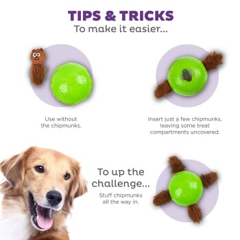 Bild eines Golden Retrievers mit einem verspielten Ausdruck, neben einem grünen interaktiven Spielzeug und Eichhörnchen-Plüschfiguren, mit Tipps zur Verwendung.