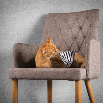 Eine orangefarbene Katze, die auf einem modernen grauen gepolsterten Stuhl ruht und spielerisch mit einer schwarz-weiß gestreiften Schüssel interagiert.