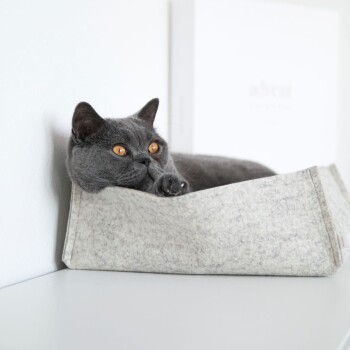 Eine graue Katze mit auffälligen orangefarbenen Augen entspannt sich in einem weichen, grauen Filz-Haustierbett, vor einem minimalistischen weißen Hintergrund.
