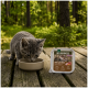 Chaton gris buvant dans un bol sur une table en bois à côté d'un plateau de nourriture pour animaux « Wilderness Kitten – Wide Savannah Lamb & Wild Boar » dans une forêt.