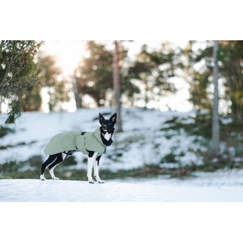 Ein schwarz-weißer Hund, der einen grünen Wintermantel trägt, steht im Schnee, umgeben von Bäumen in einer Winterlandschaft.
