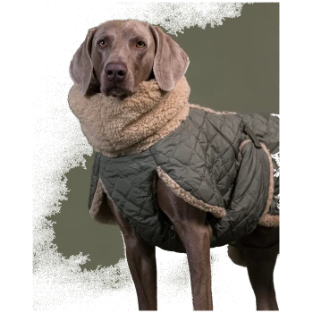 Weimaraner trägt einen grünen, gesteppten Mantel mit cremefarbenem Lammfellkragen vor einem olivfarbenen Hintergrund.
