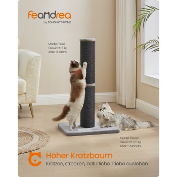 Eine 3 kg schwere Katze namens Paul kratzt an einem hohen Kratzbaum, während das 2,5 kg schwere Kätzchen Eleven mit einem Spielzeug spielt. Produkt: "Hoher Kratzbaum."