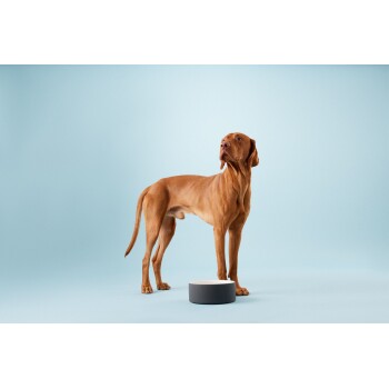 Ein brauner Hund steht neben einer modernen, zweifarbigen Futterschüssel vor einem hellblauen Hintergrund und schaut aufmerksam zur Seite.