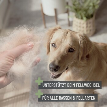 Ein Golden Retriever schaut in die Kamera, während eine Hand das Fell hält. Text: "Unterstützt das Haaren" und "Für alle Rassen & Felltypen."