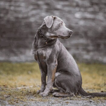 Hs Sprenger Halskette, stark - Edelstahl Rostfrei schwarz, 4,0 mm 69 cm