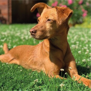 Ein entspannter goldbrauner Hund, der auf grünem Gras mit weißen Klee-Blumen liegt und nachdenklich zur Seite schaut.