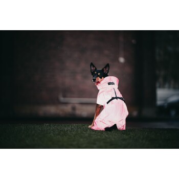 Ein Hund, der einen hellrosa Regenmantel mit Kapuze und schwarzen Riemen trägt, auf Gras sitzt und zurück zur Kamera schaut.