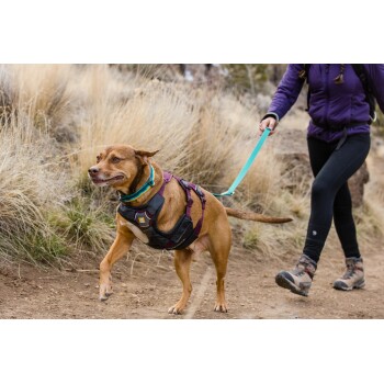 Eine Person führt einen braunen Hund mit einem schwarzen Geschirr und einem blauen Halsband auf einem Schotterweg, umgeben von hohem Gras.