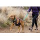 Eine Person führt einen braunen Hund mit einem schwarzen Geschirr und einem blauen Halsband auf einem Schotterweg, umgeben von hohem Gras.